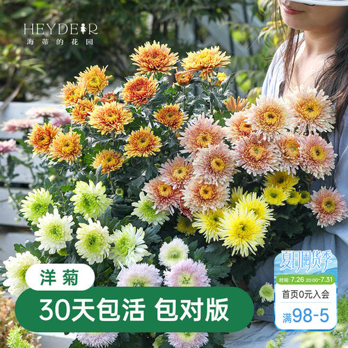 海蒂的花园菊花盆栽洋菊带花苞