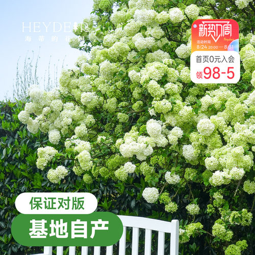 中华木绣球【小红书10万人种草】