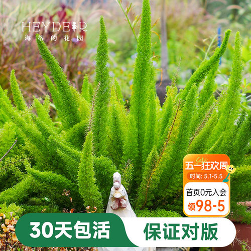 盆栽苗狐尾天门冬海蒂花叶