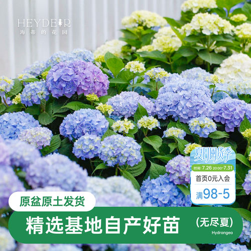 海蒂的花园无尽夏阳台庭院别墅
