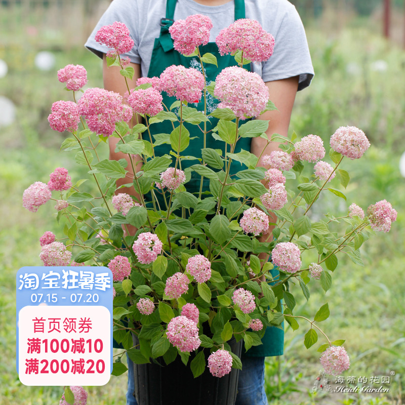 海蒂的花园 粉色贝拉安娜乔木绣球阳台庭院多年生花卉植物盆栽苗
