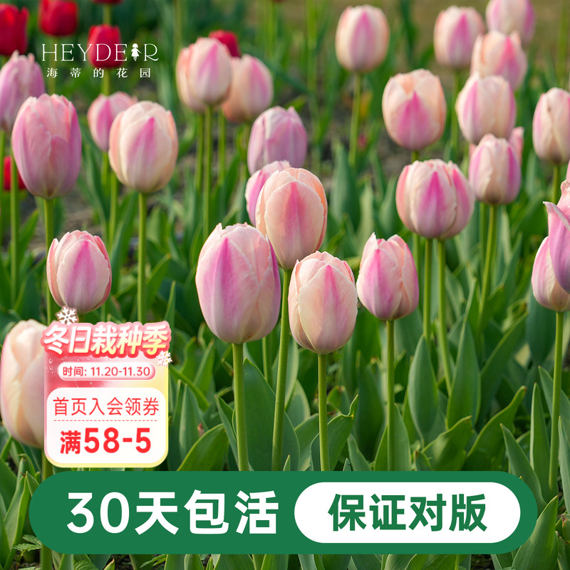 郁金香早春开花好养糖果王子