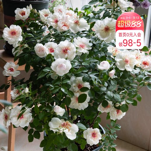 海蒂的花园杰奎琳杜普蕾直立月季