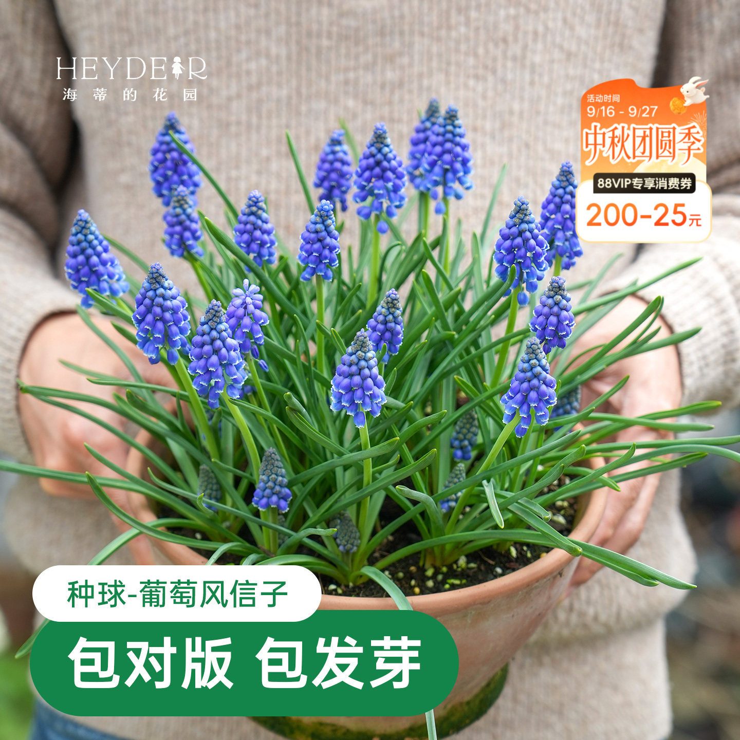 海蒂的花园葡萄风信子球根花卉										