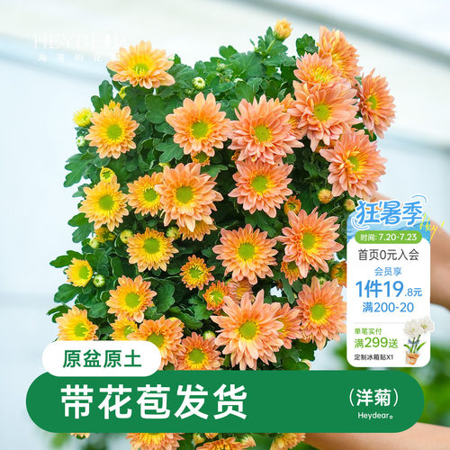 乒乓菊盆栽带花苞耐热耐晒