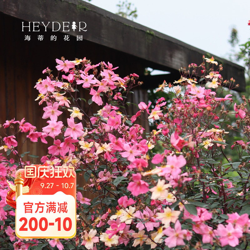 海蒂的花园 蝴蝶中国古老变色月季盆栽苗阳台庭院丰花勤花植物