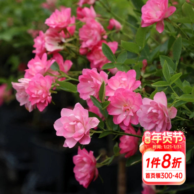 海蒂的花园 天荷/繁星微型月季花期长丰花多头阳台花卉植物盆栽苗,鲜花速递/花卉仿真/绿植园艺,月季/蔷薇/玫瑰,淘宝优惠券,粉丝福利购,淘宝优惠卷