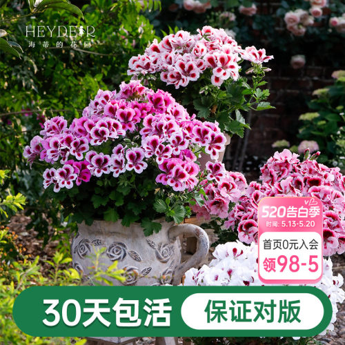 海蒂的花园天竺葵绿植阳台室内花