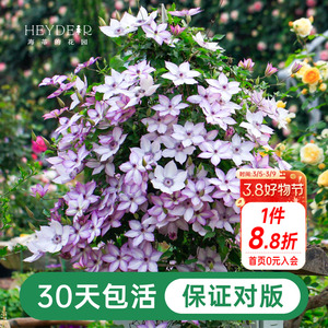 海蒂的花园铁线莲盆栽苗乌托邦倒影银币铃铛爬藤栅栏阳台花卉海妈