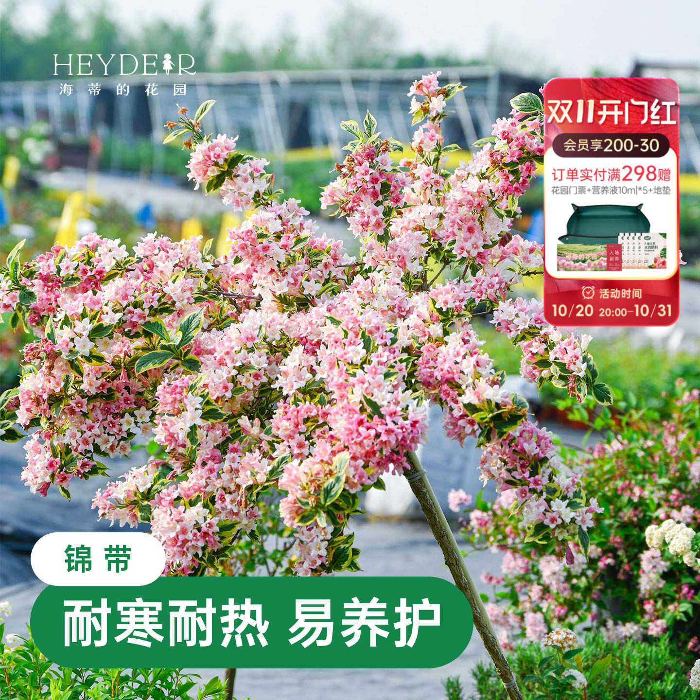海蒂的花园花叶锦带乌木象牙红宝石灌木耐寒庭院造景植物花卉盆栽