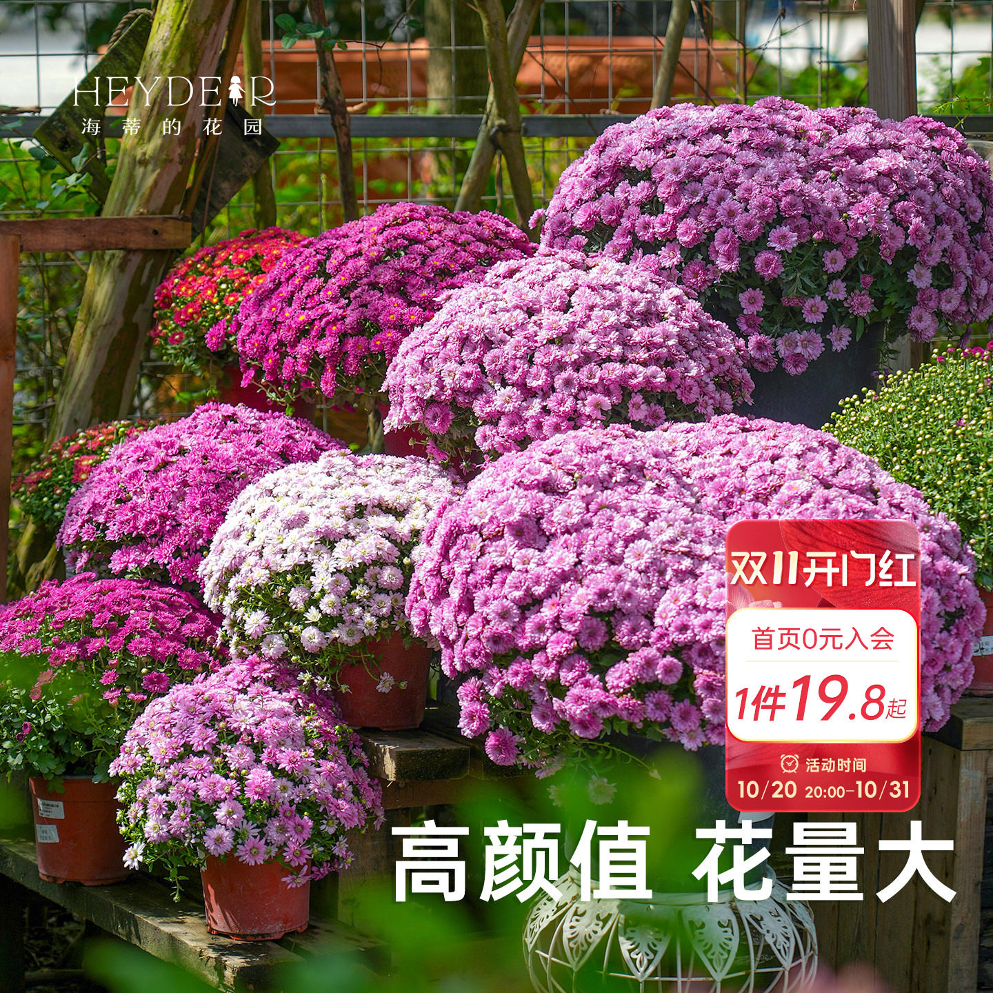 海蒂宿根草花球菊带花盆栽
