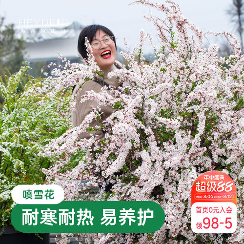 海蒂的花园金叶雪柳多年生花灌木