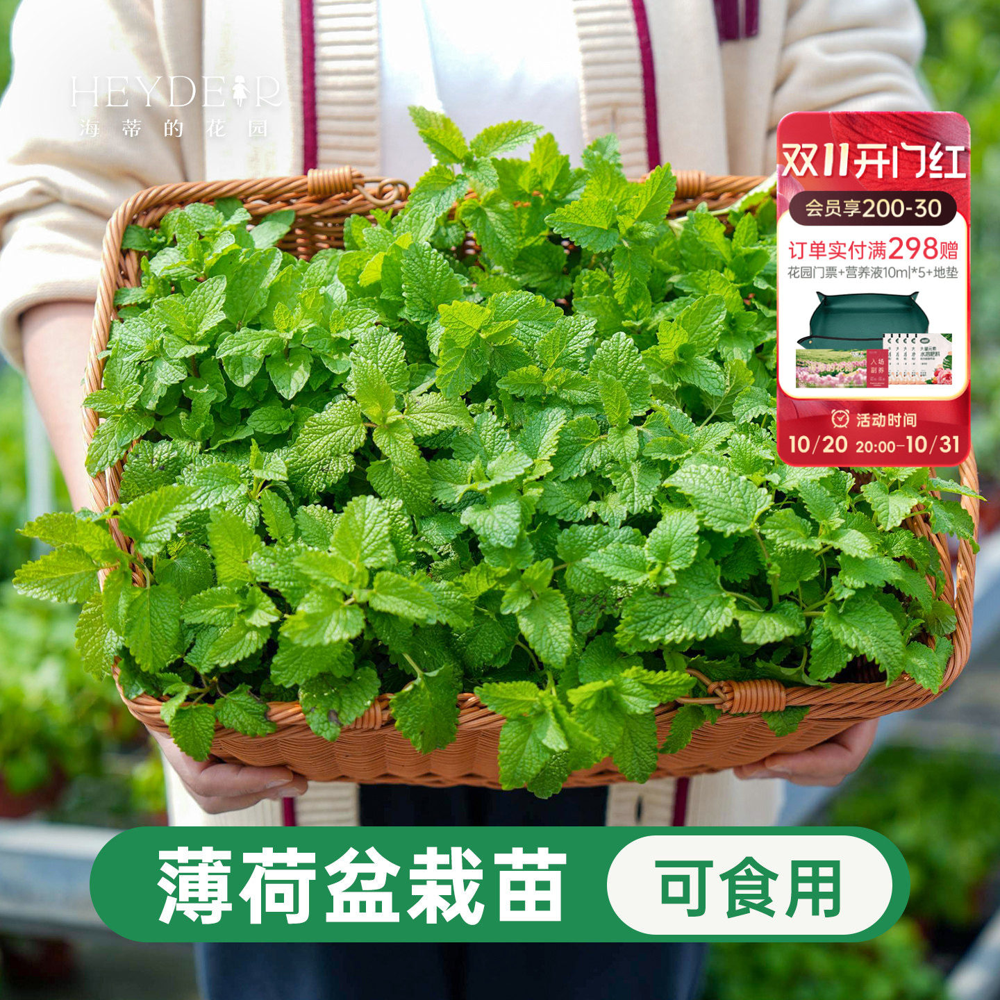 海蒂的花园薄荷盆栽可食用香草留兰香多年生室内阳台庭院四季好养