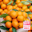 海蒂 花园脆皮金桔柑橘橘子树枇杷树苗石榴树盆栽阳台果苗桔子