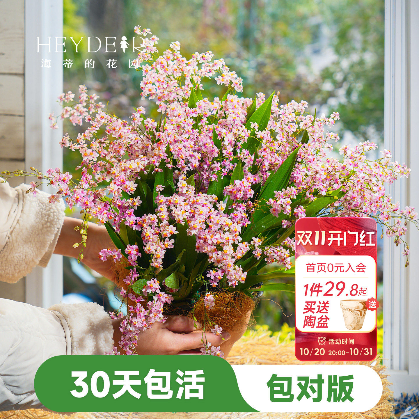 海蒂的花园梦香文心兰盆栽室内兰花植物桌面绿植海妈家成都总店
