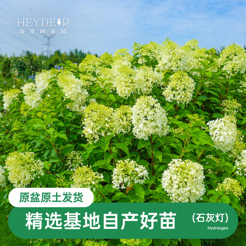 海蒂的花园夏季庭院楼顶花卉植物