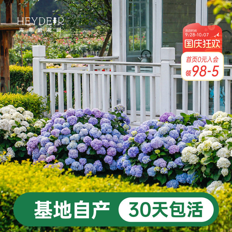 海蒂基地自产高品质绣球无尽夏图片