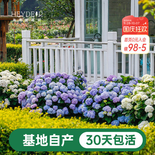 海蒂基地自产高品质绣球无尽夏