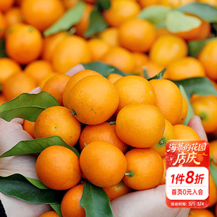 海蒂的花园脆皮金桔柑橘橘子树枇杷树苗石榴树盆栽阳台果苗桔子