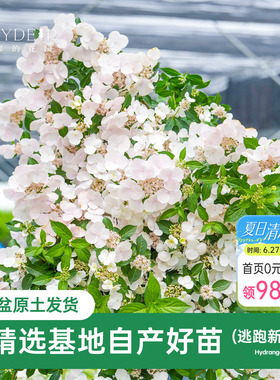 海蒂的花园绣球花苗逃跑新娘粉色白色垂吊花量大阳台庭院花卉盆栽