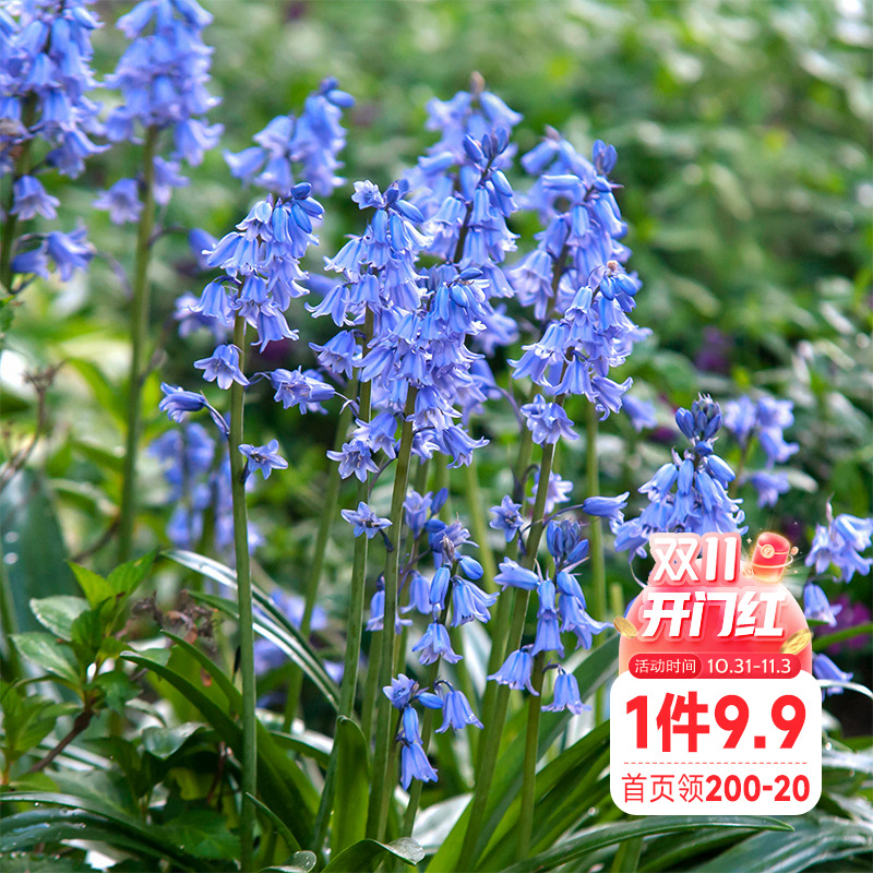 海蒂的花园 蓝铃花种球宿根好养球根植物阳台庭院花卉盆栽