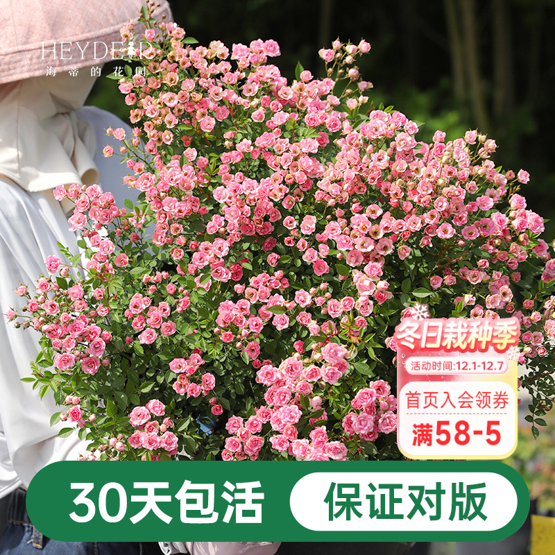 海蒂的花园超微月季室外多头