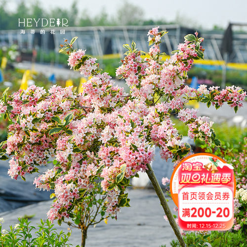 海蒂的花园花叶锦带春天爆花灌木