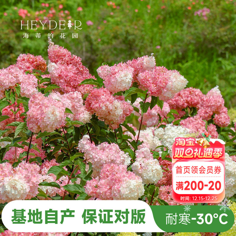 海蒂的花园北极熊耐寒花色多变