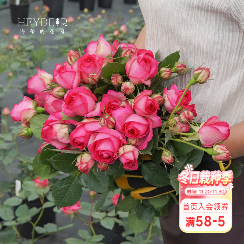 海蒂的花园月季深粉龙沙宝石爬藤月季拱门花墙阳台庭院花卉盆栽苗