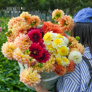 海蒂的花园大丽花种球进口大花球根花卉盆栽植物帝王大丽花树大丽