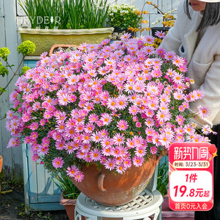 海蒂 花园玛格丽特多年生洋菊阳台庭院盆栽地栽菊科草本花卉植物