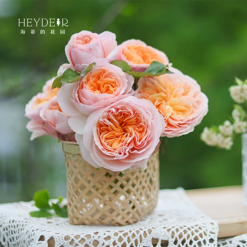 Садовая роза садовая роза сеянцы розовые драконные песчаные драгоценные камни Голубой дождливый сок балкон балкон розовый кустарник горшок