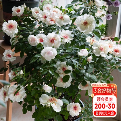 海蒂的花园杰奎琳杜普蕾直立月季