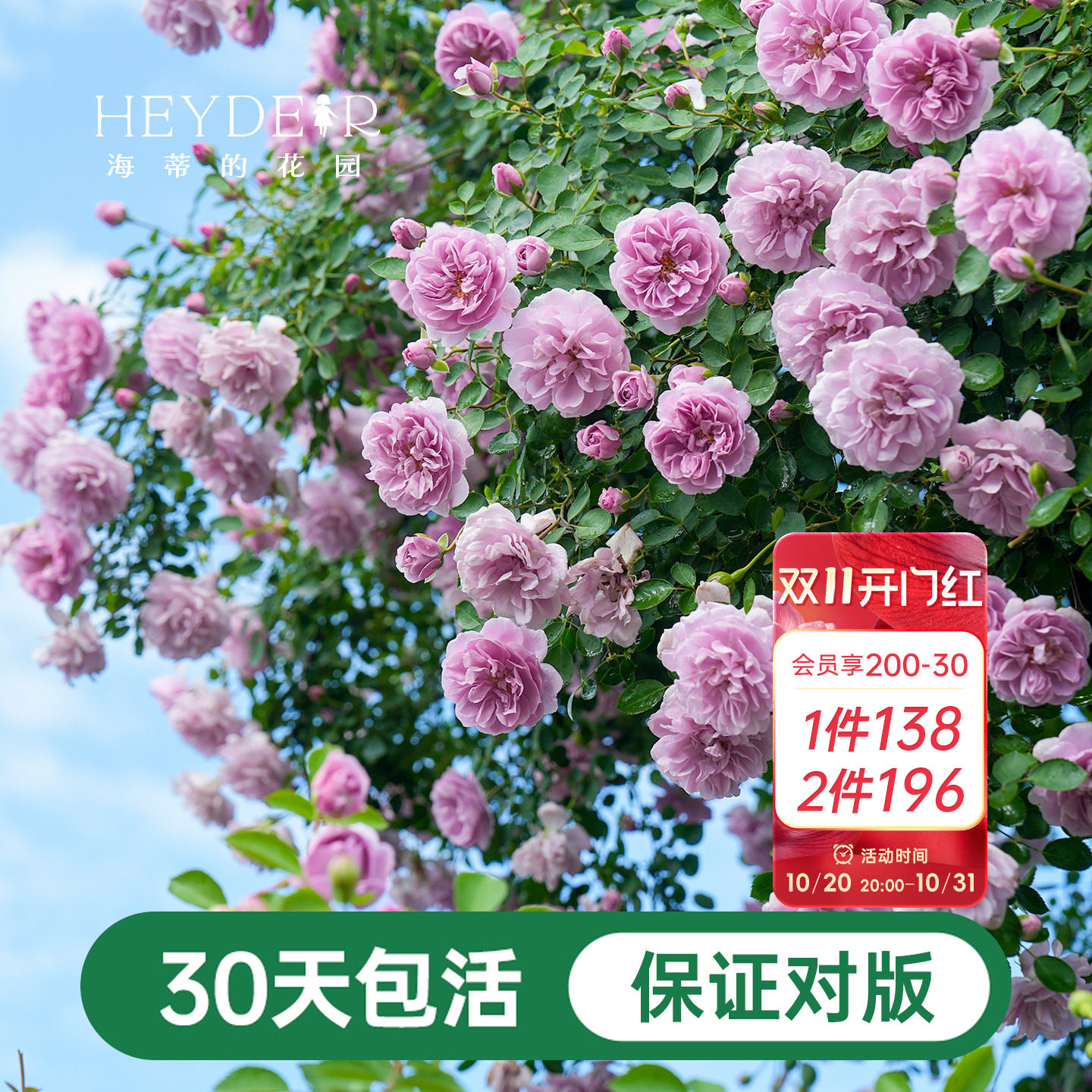 海蒂的花园爬藤月季花苗长藤蓝色阴雨木本花卉开花阳台盆栽地栽