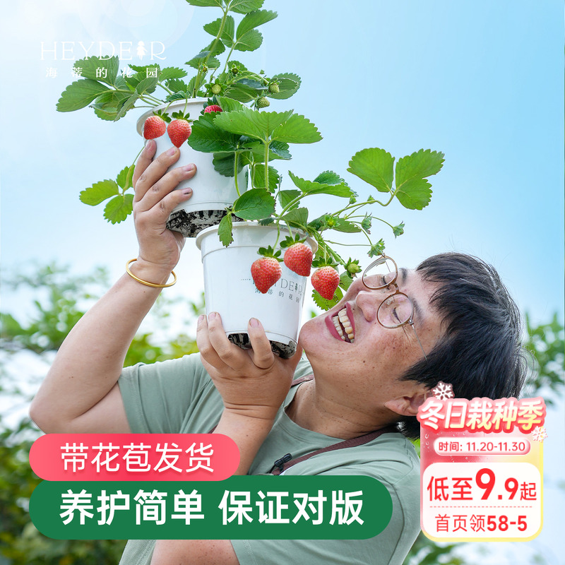 海蒂的花园家庭阳台草莓盆栽对版