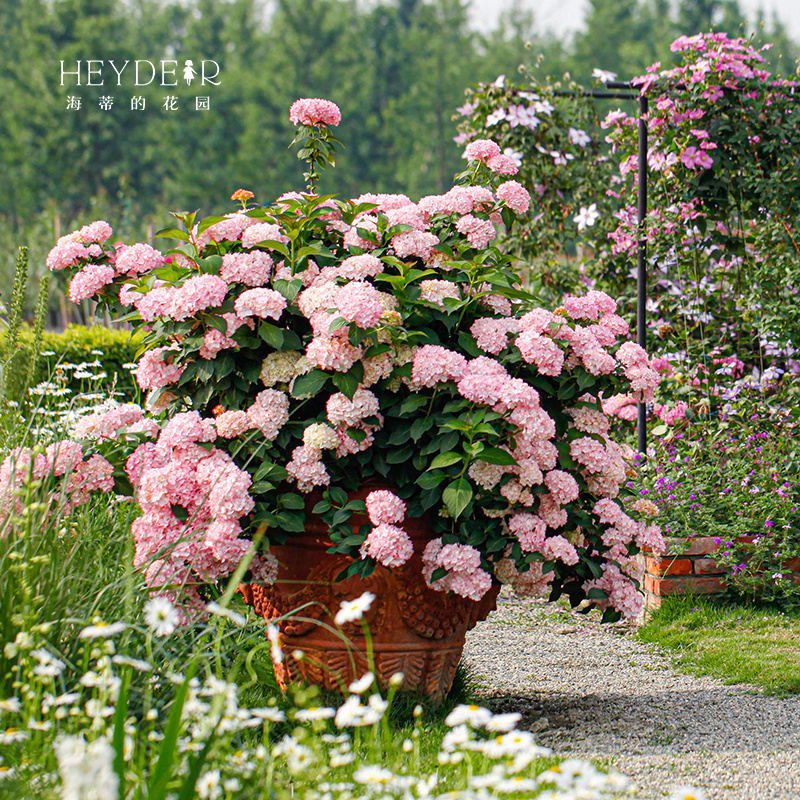 海蒂的花园塞布丽娜绣球开花早