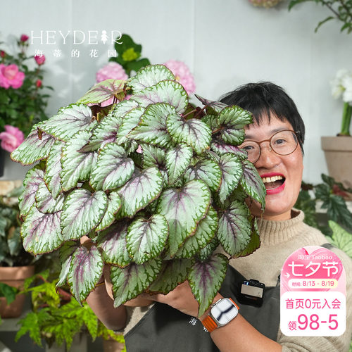 海蒂的花园秋海棠盆栽竹节海棠阳台室外室内客厅桌面绿植观叶植物