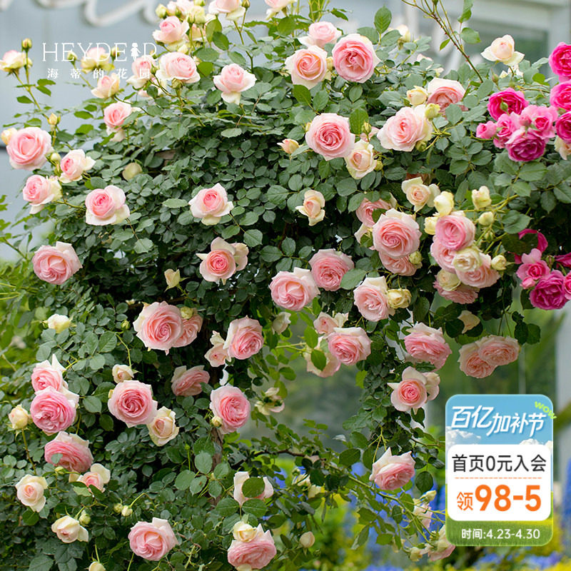 海蒂的花园月季花苗粉色龙沙宝石可爬藤阳台庭院花墙拱门花卉盆栽