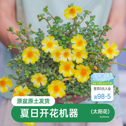 海蒂马齿苋阳台花卉植物盆栽苗
