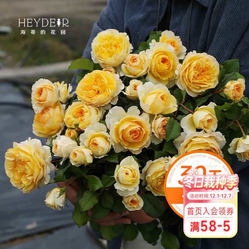 海蒂的花园切花月季庭院灌木月季
