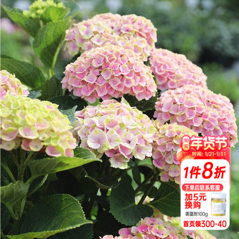 海蒂的花园  魔幻紫水晶大花绣球可调色室外阳台庭院盆栽花卉植物,鲜花速递/花卉仿真/绿植园艺,绣球/木绣球/木本植物,淘宝优惠券,粉丝福利购,淘宝优惠卷