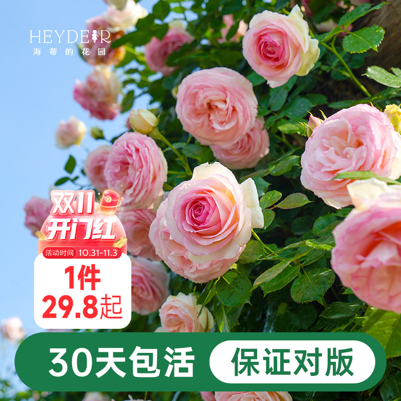 海蒂的花园月季花苗粉色龙沙宝石