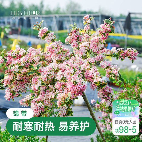 海蒂的花园花叶锦带春天爆花灌木