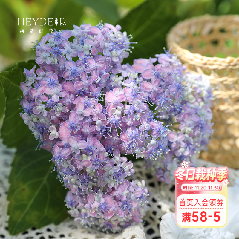 海蒂的花园 有松仙气感精致可调色大花绣球阳台庭院花卉植物盆栽