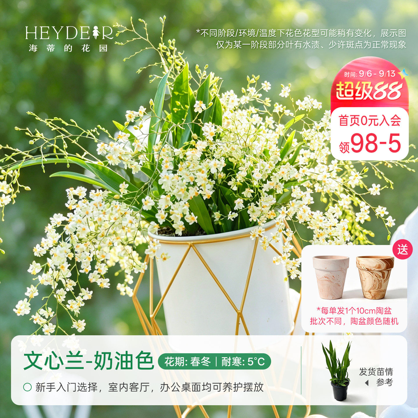 海蒂的花园成都总店文心兰盆栽兰花室内桌面绿植花卉植物好养海妈