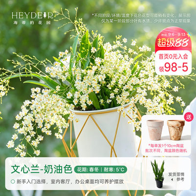 海蒂的花园成都总店文心兰盆栽兰花室内桌面绿植花卉植物好养海妈