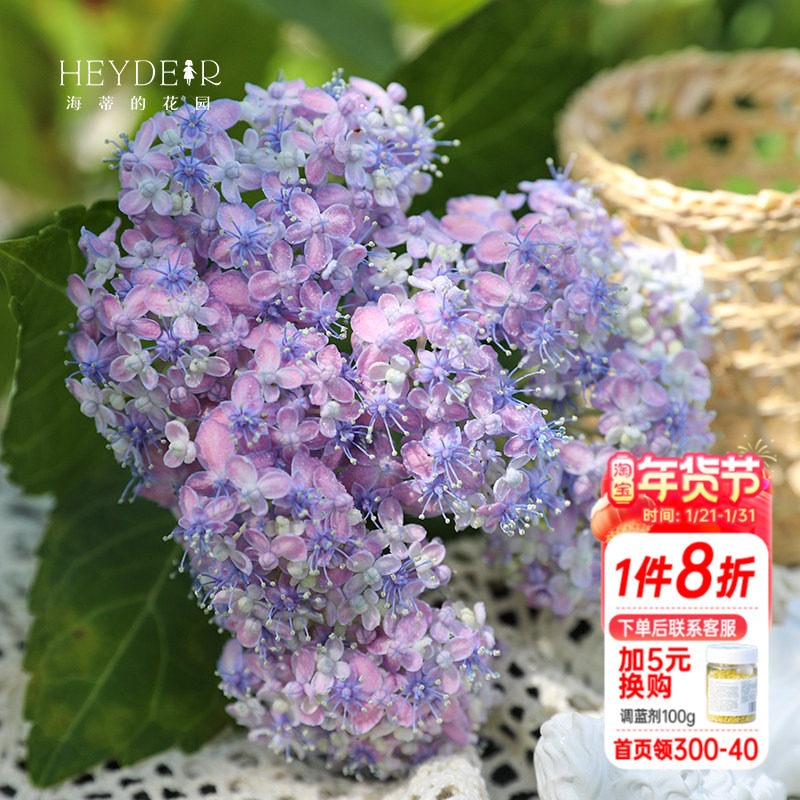 海蒂的花园 有松仙气感精致可调色大花绣球阳台庭院花卉植物盆栽,鲜花速递/花卉仿真/绿植园艺,绣球/木绣球/木本植物,淘宝优惠券,粉丝福利购,淘宝优惠卷