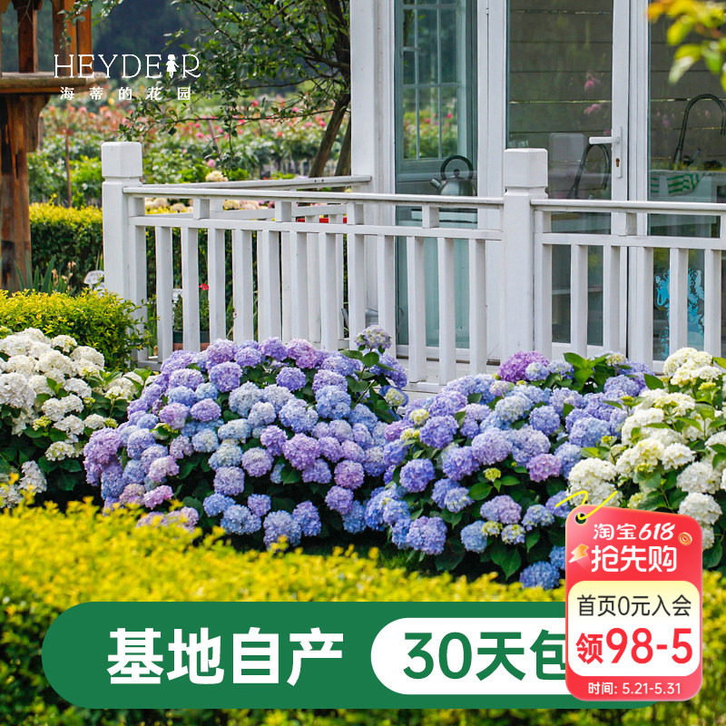 海蒂的花园绣球花苗盆栽无尽夏万华镜大花阳台花园庭院花卉植物