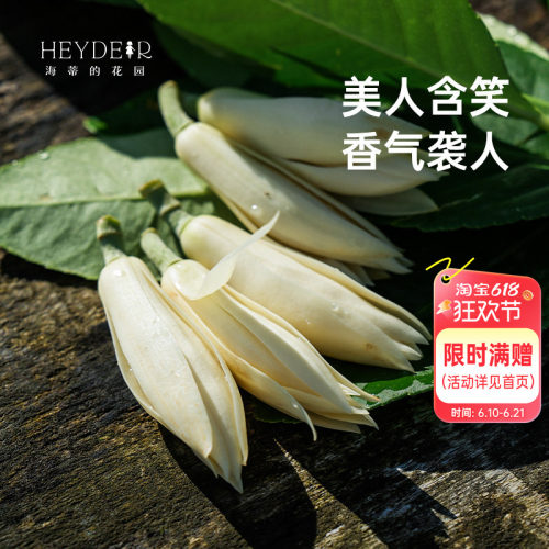 海蒂的花园黄葛兰黄角兰白兰花四川本土植物耐热香味花卉树苗盆栽