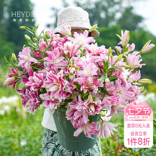 香水重瓣百合好养易开花